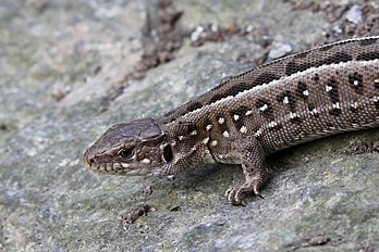 Fêmea de lagarto-ágil (Lacerta agilis) fotografada na Ucrânia. (definição 2 700 × 1 800)