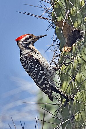 English: Ladder-Backed Woodpecker (Picoides sc...