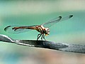 Lathrecista asiatica female from kadavoor