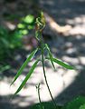 Lathyrus aureus