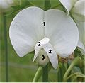 Vlinderbloem (Lathyrus), 1 = vlag; 2 = zwaarden; 3 = kiel