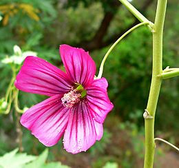 Malva assurgentiflora