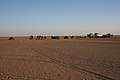 Au matin de l'éclipse dans le désert sud-libyen