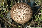 Miniatura per Lycoperdon nigrescens