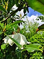 Magnolia grandiflora