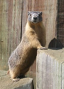 Flavventra marmoto (Marmota flaviventris), apud Princeton, Brita Kolumbio