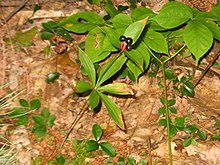 Medeola virginiana two tiered.jpg