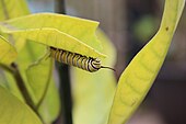 A monarch caterpillar on milkweed Monarch butterfly caterpillar on common milkweed.jpg
