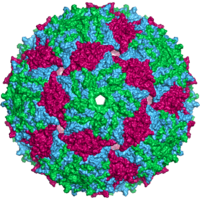 MS2 capsid