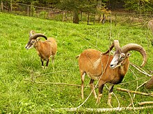 Mufflons im WildPark