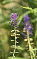 Schopfige Traubenhyazinthe (Muscari comosum)