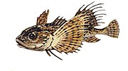 Miniatura per Myoxocephalus thompsonii