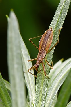 Trumpasparnė skerdblakė (Nabis limbatus)