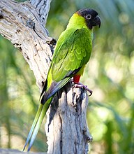 Conure nanday (Nandayus nenday).