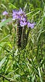 Pflanze 1 Rainfarn-Phazelie (Phacelia tanacetifolia)