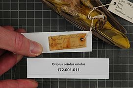 Oriolus oriolus oriolus (Linnaeus, 1758)