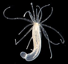 Cnidarians, like this starlet sea anemone, are the simplest animals to organise cells into tissue. Yet they have the same genes that form the vertebrate (including human) head. Nematostella vectensis (I1419) 999 (30695685804).jpg