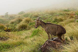 Only 100 individuals of Nilgiri tahr were left in 2001 but has recovered to 3,300 by 2010