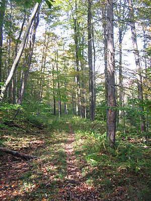 Old Loggers Path trail, north of Masten in McN...
