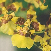 Oncidium sphacelatum