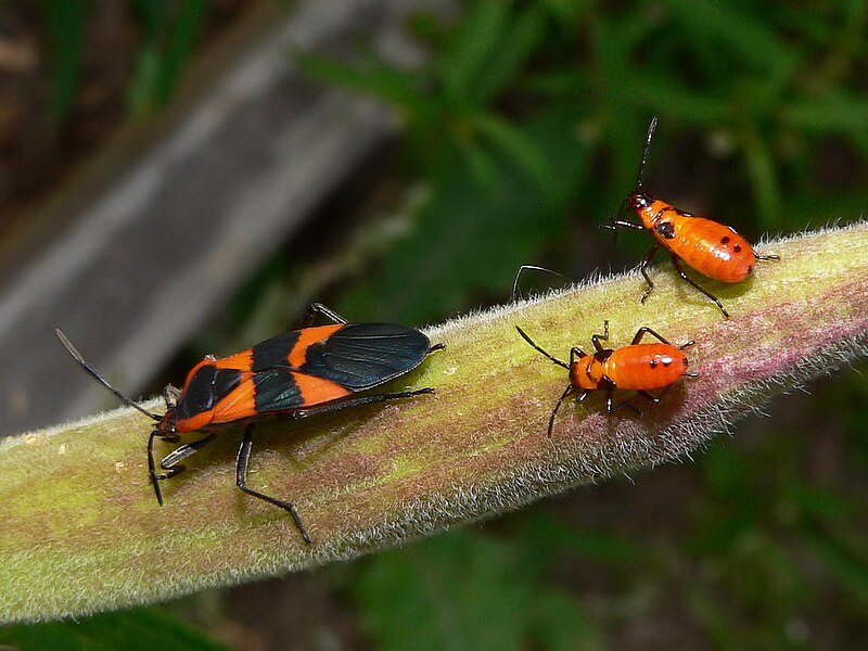  Milkweed Bugs