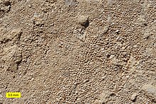 Ooids in limestone of the Carmel Formation (Middle Jurassic) of southwestern Utah. Ooids Carmel Formation Jurassic.jpg