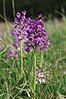 Orchis morio in natural monument Svaté Pole in spring 2012 (19).JPG