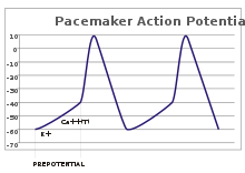 A plot of action potential (mV) vs time. The membrane potential is initially -60 mV, rise relatively slowly to the threshold potential of -40 mV, and then quickly spikes at a potential of +10 mV, after which it rapidly returns to the starting -60 mV potential. The cycle is then repeated.