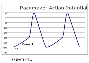 Pacemaker Potential.svg