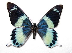 Papilio laglaizei самець