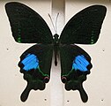 Papilio paris paris