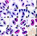 Haemoproteus syrnii, parasite d'oiseaux