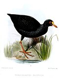 Gallinula pacifica[англ.]