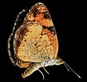 Adult, ventral view of wings.