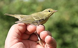 עלווית הרים שנתפסה במהלך טיבוע בדלתת נהר צ'ורוחי, גאורגיה