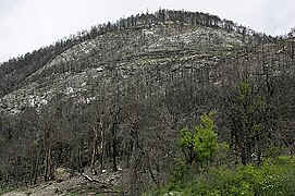 L'incendie de forêt, surtout s'il touche une surface importante et s'il est récurrent, est un des grands facteurs de « perturbation écologique ».