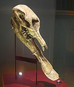 Cráneo con mandíbula de P. grangeri.