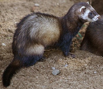 en: Polecats (Mustela putorius) at Skandinavis...