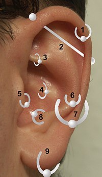 صورة توضح أجزاء الأذن التي يتم ثقبها في الحضارات المختلفة لتعليق الأقراط