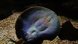 Vue de dessous d'un adulte à l'aquarium du palais de la Porte-Dorée.