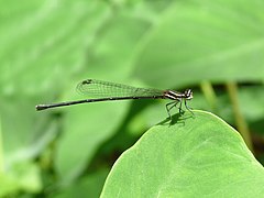 ♀ Prodasineura verticalis