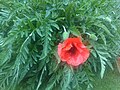 Keleti mák (Papaver orientale)