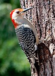 red bellied woodpecker