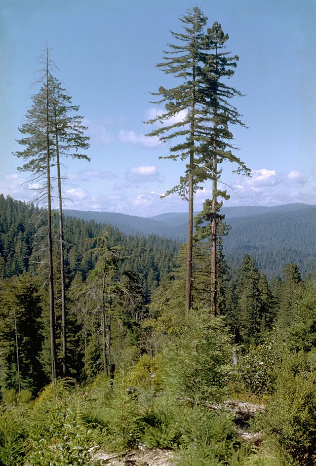 http://upload.wikimedia.org/wikipedia/commons/thumb/7/7e/Redwood_National_Park_REDW9343.jpg/640px-Redwood_National_Park_REDW9343.jpg