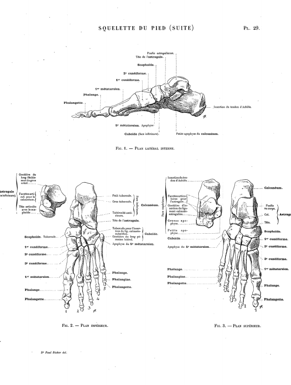 SQUELETTE DU PIED (SUITE) Pl. 29