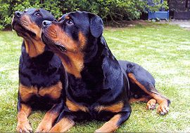 270px-Rottweiler_mal_2.jpg