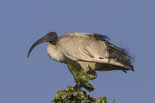 African sacred ibis (Threskiornis aethiopicus) (created and nominated by Charlesjsharp)