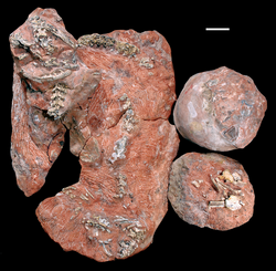 Sanajeh fossil.png