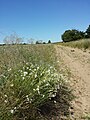 Sandweg mit Spät-Nelken südlich des Sandbergs.