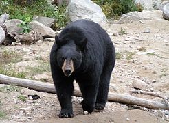 דוב שחור אמריקאי